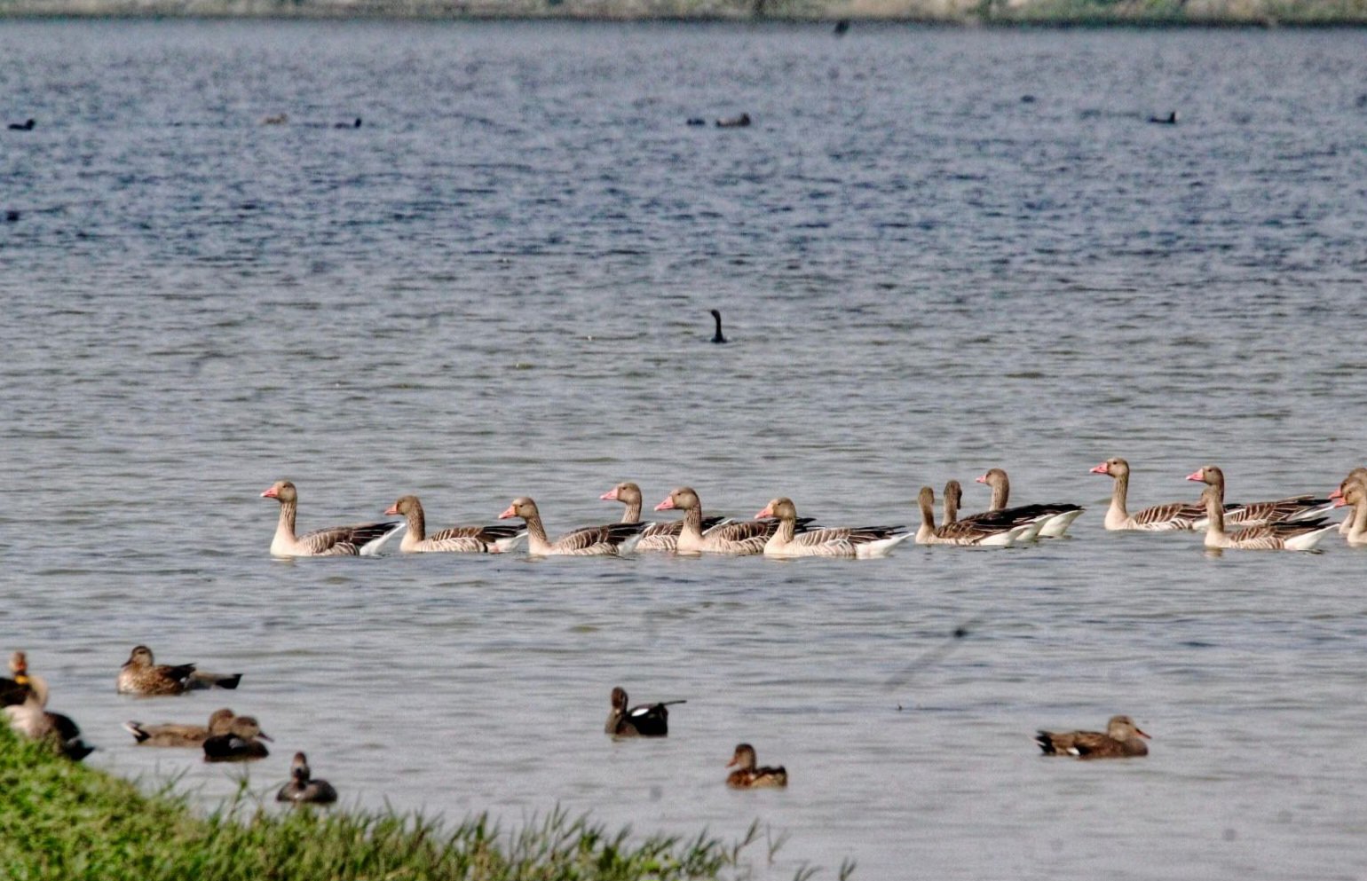 शेखा झील में प्रवासी पक्षियों का दृश्य